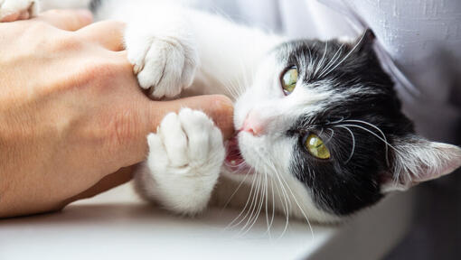 Why Do Cats Bite How To Stop Your Cat Biting You Purina